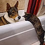dog, cat, bathtub, towel, shower_curtain, tile_wall, bathroom, pet, indoor, tub_rim, curious, brindle_dog, tortoiseshell_cat, white_towel, floor_rug, ceramic_tile, portrait, looking, pets_interacting, household