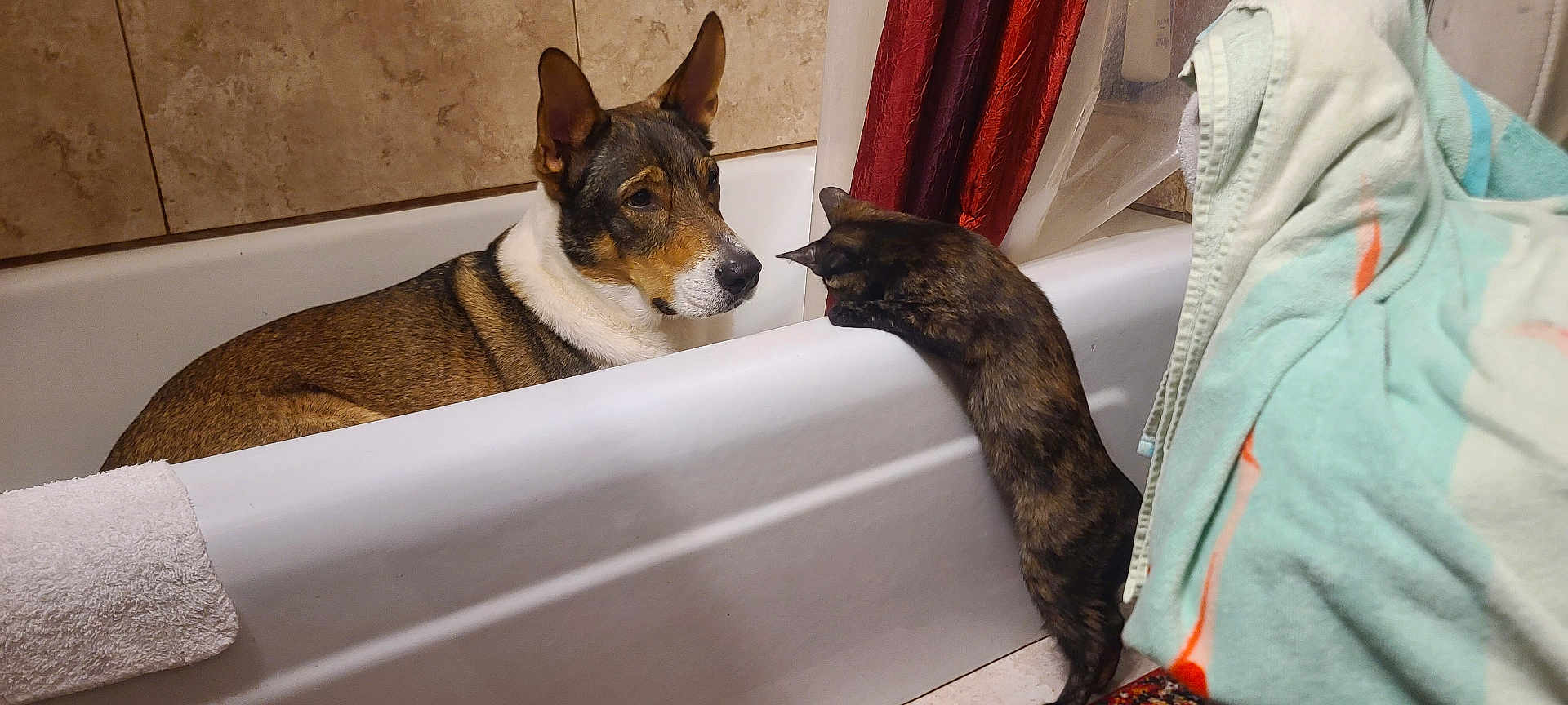 Dylan is registered to the contest to win money with this photo: dog, cat, bathtub, towel, shower_curtain, tile_wall, bathroom, pet, indoor, tub_rim, curious, brindle_dog, tortoiseshell_cat, white_towel, floor_rug, ceramic_tile, portrait, looking, pets_interacting, household