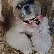 Cherub joined the competition — help win amazing prizes! accessories, advertisement, affenpinscher, animal, bodypart, canine, cockerspaniel, collar, dog, electronics, mouth, person, pet, poster, puppy, snout, teeth, terrier, text, whitedog