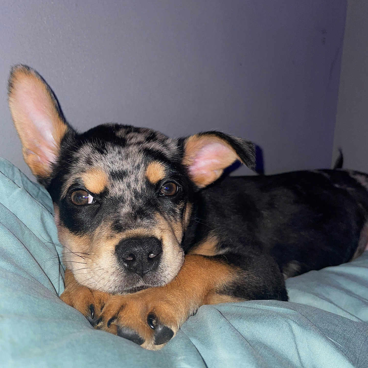 Monkey is registered to the contest to win money with this photo: animal, beagle, bed, bedroom, blanket, bulldog, canine, chihuahua, dog, furniture, germanshepherd, hound, husky, indoors, person, pet, puppy, room, sleeping, snout