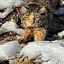 animal, cat, closeup, cold, daylight, eyes, focused, fur, ground, leaves, mammal, nature, outdoor, playful, snow, stretching, tabby, whiskers, wildlife, winter