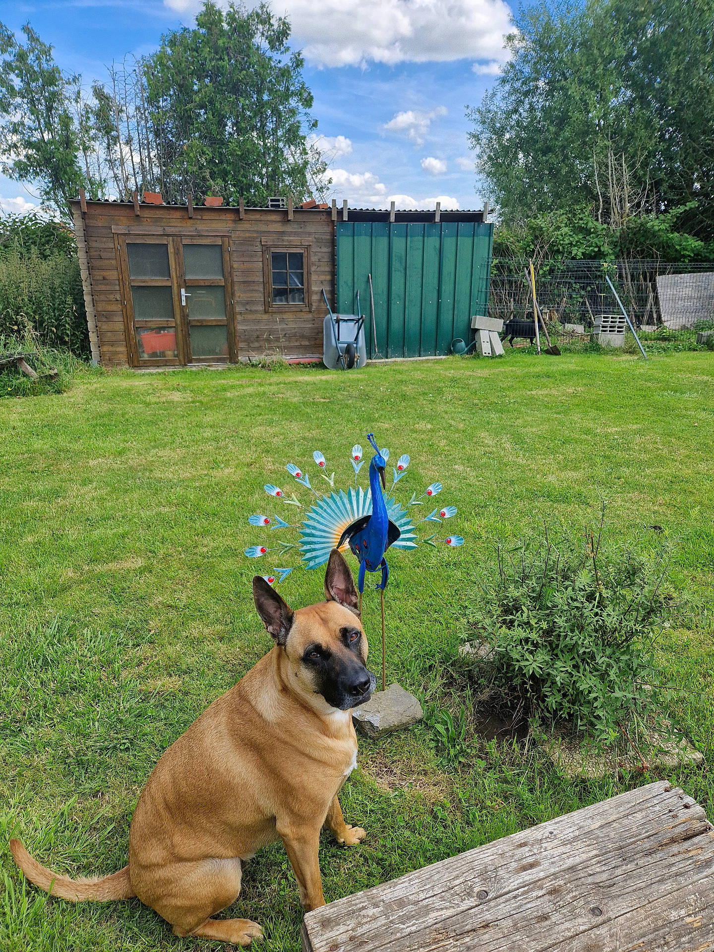 Sia a rejoint le concours — aidez-le/la à gagner de superbes lots ! animal, architecture, backyard, building, canine, countryside, dog, field, grass, grassland, housing, nature, outdoors, pet, plant, rural, shelter, tree, wood, yard