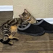 Tigger is registered to the contest to win money with this photo: cat, tabby_cat, slippers, pair_of_slippers, striped_fur, yellow_eyes, wood_floor, baseboard, textured_wall, indoor, pet, resting, cozy, paw, ear, looking_at_camera, fur, household, flooring, domestic_animal
