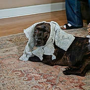 Houdini joined the competition — help win amazing prizes! dog, towel, rug, indoor, floor, patterned_rug, brindle, pet, animal, curious, lying_down, head_covering, human_leg, jeans, slippers, cozy, home, furniture, carpet, relaxed
