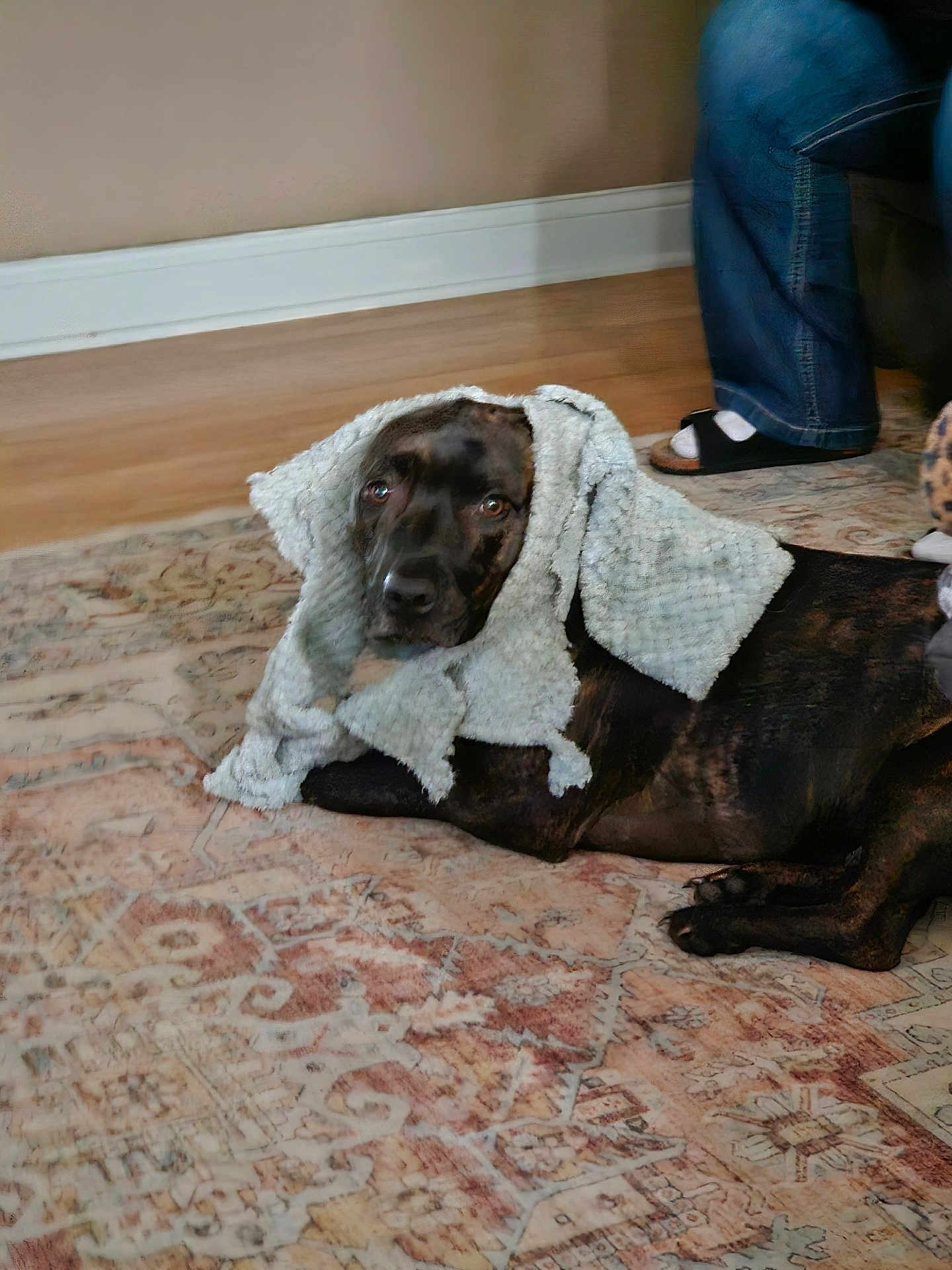 Houdini joined the competition — help win amazing prizes! dog, towel, rug, indoor, floor, patterned_rug, brindle, pet, animal, curious, lying_down, head_covering, human_leg, jeans, slippers, cozy, home, furniture, carpet, relaxed