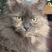 Biscotte participe au concours pour gagner de l'argent avec cette photo : abyssinian, angora, animal, beverage, bottle, cat, closet, couch, cupboard, furniture, hardwood, homedecor, kitten, linen, manx, pet, plywood, shelf, waterbottle, wood