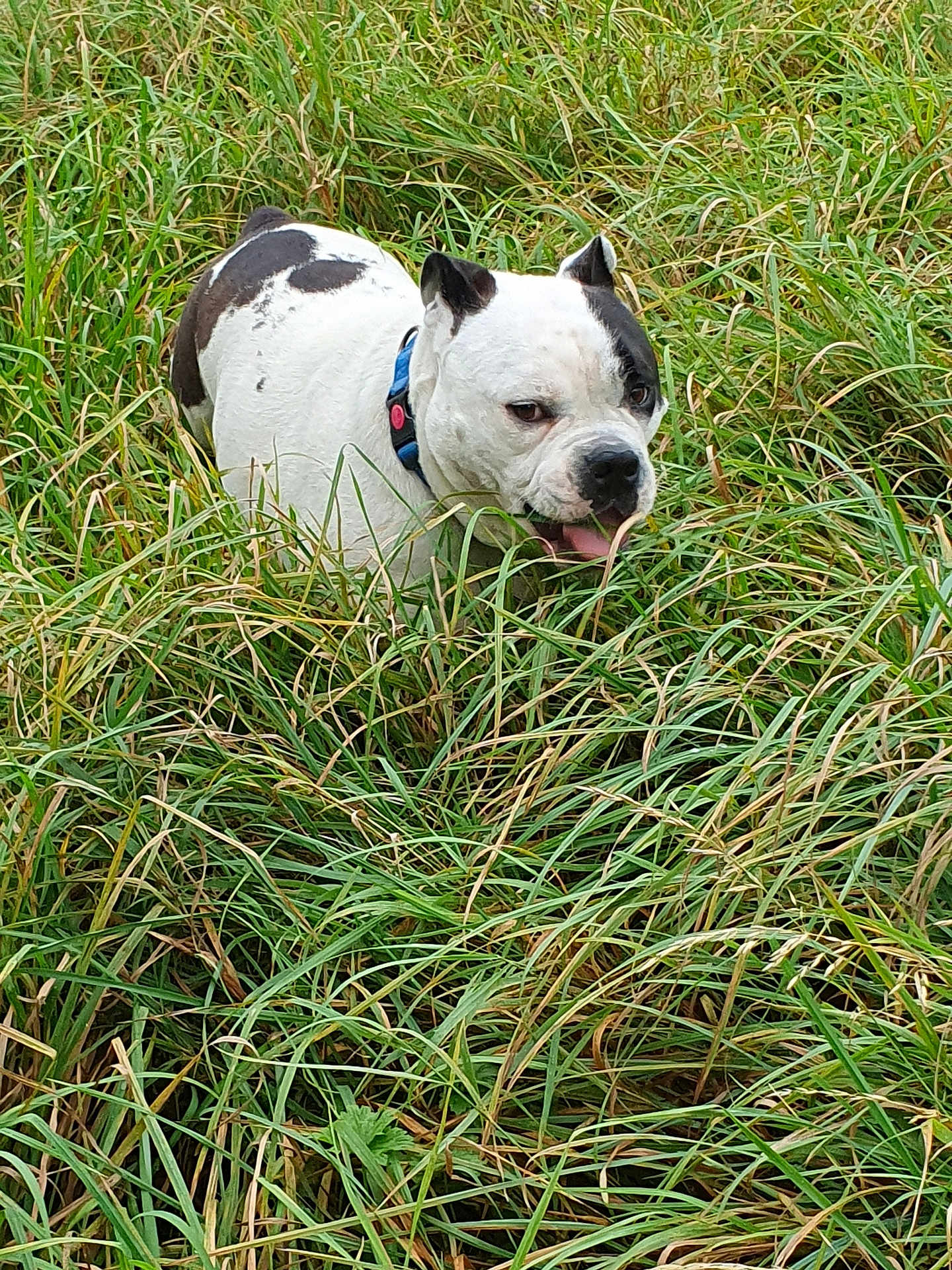 Rock participe au concours pour gagner de l'argent avec cette photo : dog, white_dog, black_patches, collar, grass, green, outdoor, nature, animal, pet, tongue_out, field, fur, canine, exploring, happy, daylight, closeup, summer, muzzle