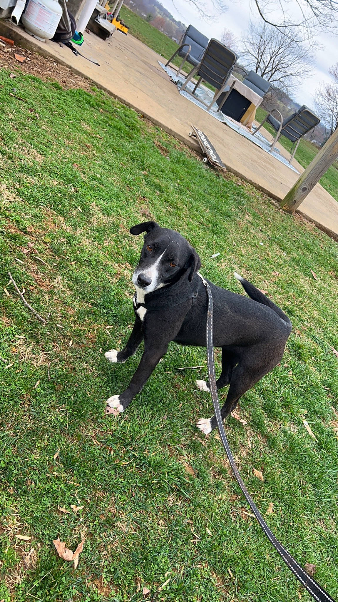 Baylee is registered to the contest to win money with this photo: borador, carnivore, collar, companion_dog, dog, dog_breed, dog_collar, dog_sports, dog_supply, grass, guard_dog, leash, personal_protective_equipment, pet_supply, plant, snout, tail, tree, working_animal, working_dog