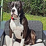 animal, black_and_white, canine, collar, companion, cushion, dog, domestic_animal, furniture, garden, greenery, hedge, nature, outdoor, pet, relaxed, sitting, summer, sunlight, wicker_chair