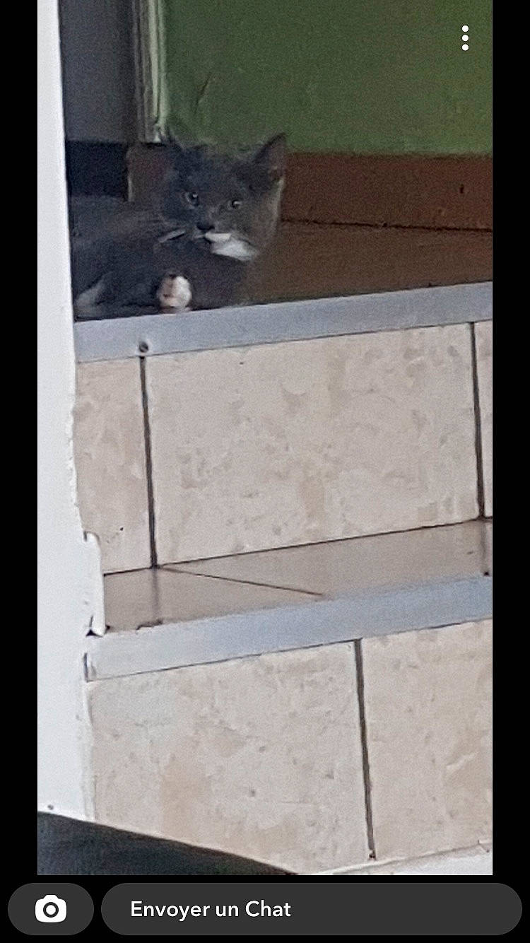 Sushi participe au concours pour gagner de l'argent avec cette photo : brick, building_material, carnivore, cat, composite_material, concrete, domestic_short_haired_cat, felidae, fixture, flooring, glass, hardwood, pattern, rectangle, room, small_to_medium_sized_cats, tail, tints_and_shades, whiskers, wood