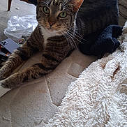 Lilly joined the competition — help win amazing prizes! animal, blanket, casual, cat, chair, cozy, curious, floor, fur, furniture, green_eyes, home, indoor, mattress, paws, pet, relaxed, sock, tabby, whiskers