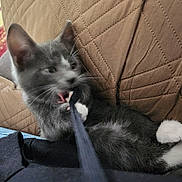 Lucy is registered to the contest to win money with this photo: kitten, cat, gray_cat, white_paws, biting, playing, strap, quilted_cushion, brown_cushion, indoor, home, pet, feline, toy, motion_blur, close_up, cute, animal, young_cat, relaxing