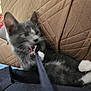 kitten, cat, gray_cat, white_paws, biting, playing, strap, quilted_cushion, brown_cushion, indoor, home, pet, feline, toy, motion_blur, close_up, cute, animal, young_cat, relaxing