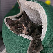 Dra is registered to the contest to win money with this photo: cat, sleeping, pet_bed, green, plush, cozy, feline, paw, resting, indoor, fur, cute, animal, napping, soft, relaxed, comfort, household, closeup, warm