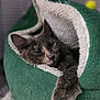 cat, sleeping, pet_bed, green, plush, cozy, feline, paw, resting, indoor, fur, cute, animal, napping, soft, relaxed, comfort, household, closeup, warm
