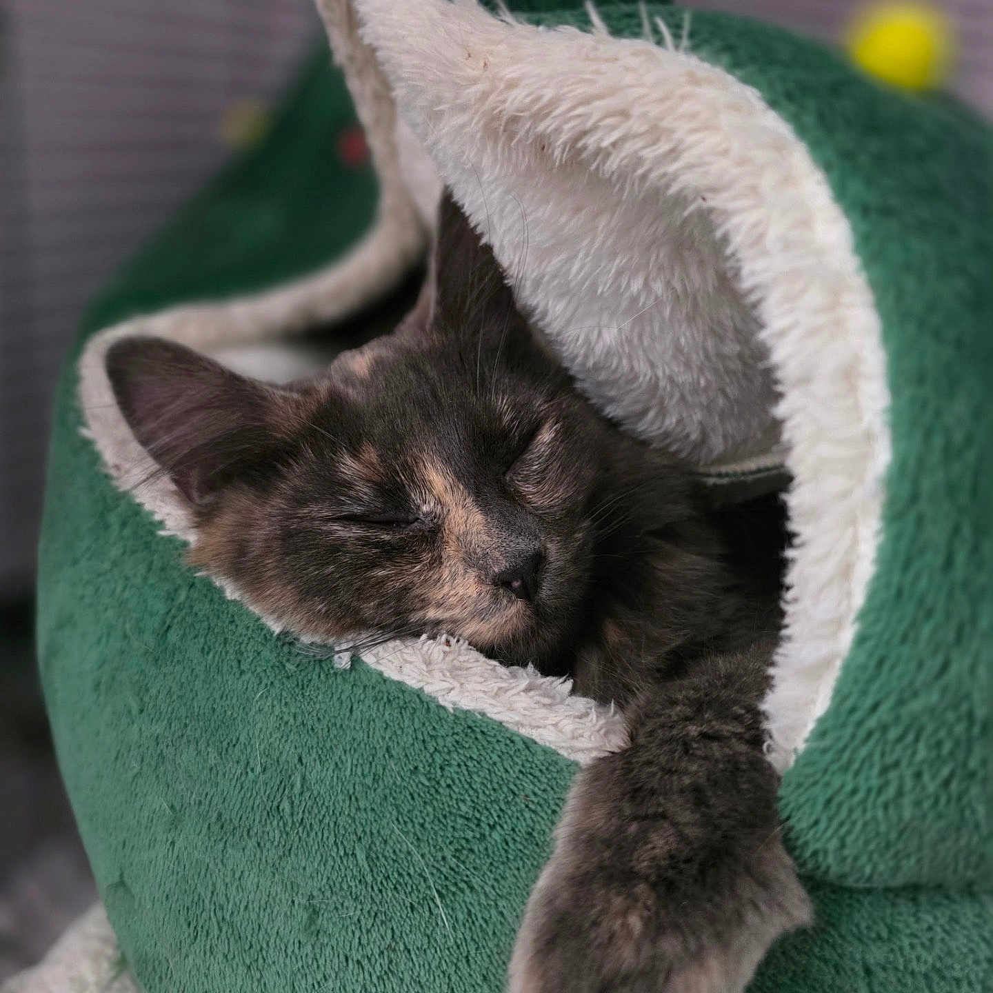 Nebula is registered to the contest to win money with this photo: animal, cat, closeup, comfort, cozy, cute, feline, fur, green, household, indoor, napping, paw, pet_bed, plush, relaxed, resting, sleeping, soft, warm