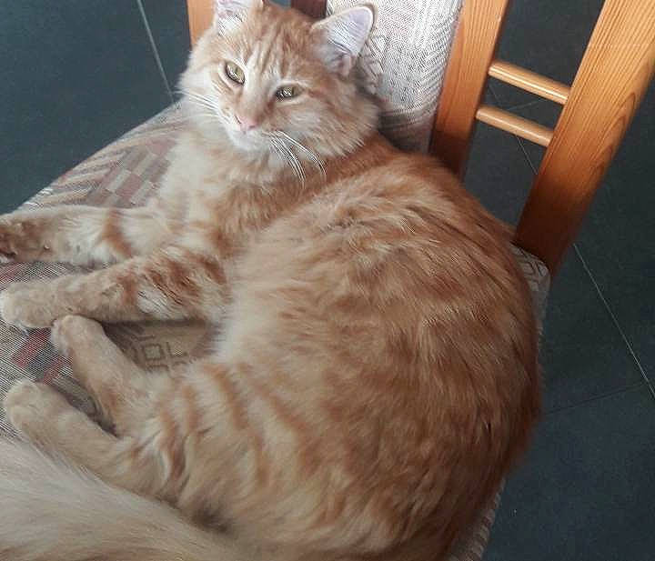 Swiffer a rejoint le concours — aidez-le/la à gagner de superbes lots ! british_longhair, carnivore, cat, chair, claw, comfort, domestic_short_haired_cat, fawn, felidae, flooring, fur, hardwood, paw, sitting, small_to_medium_sized_cats, snout, tail, whiskers, window, wood