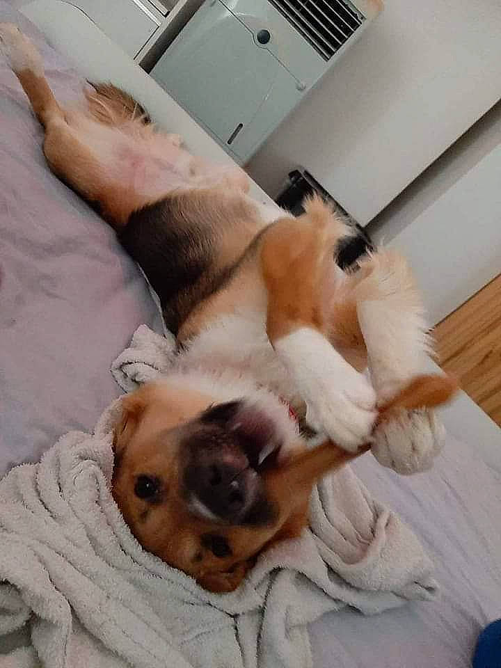 Ruby participe au concours pour gagner de l'argent avec cette photo : bed, canidae, carnivore, comfort, companion_dog, dog, dog_breed, duvet, fawn, felidae, fur, linens, mammal, nap, paw, room, small_to_medium_sized_cats, sporting_group, tail, whiskers