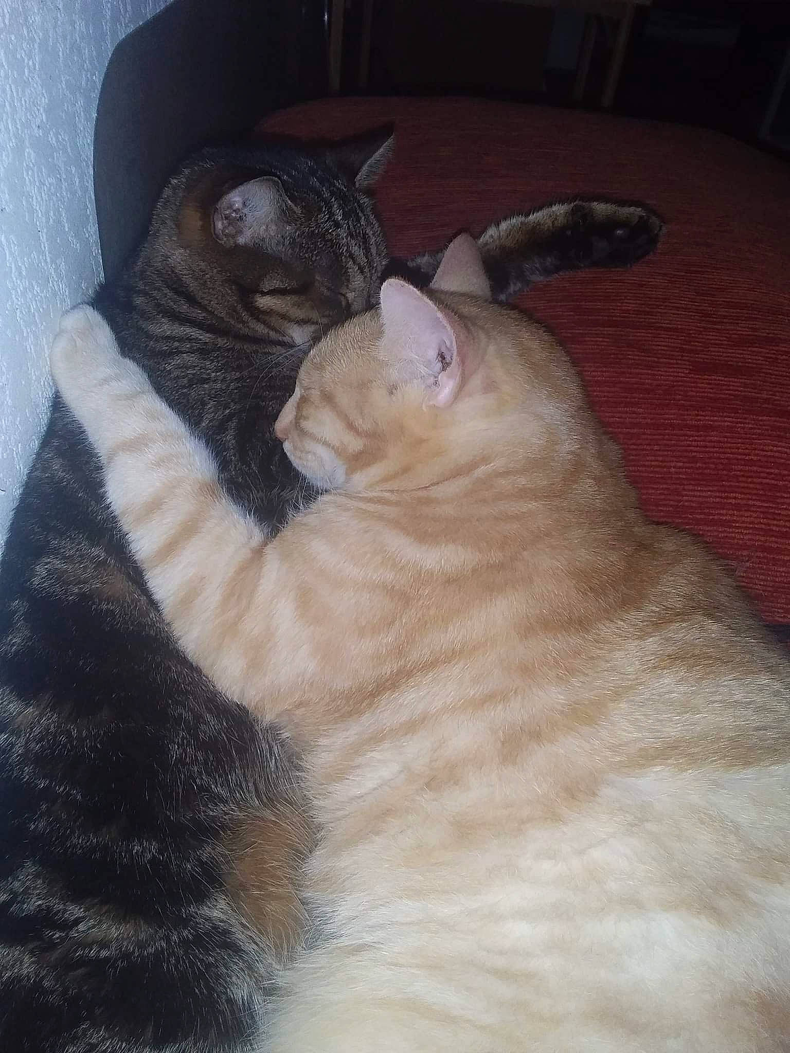 Filou participe au concours pour gagner de l'argent avec cette photo : bombay, carnivore, cat, claw, comfort, domestic_short_haired_cat, ear, fawn, felidae, fur, nap, paw, small_to_medium_sized_cats, snout, tail, terrestrial_animal, whiskers