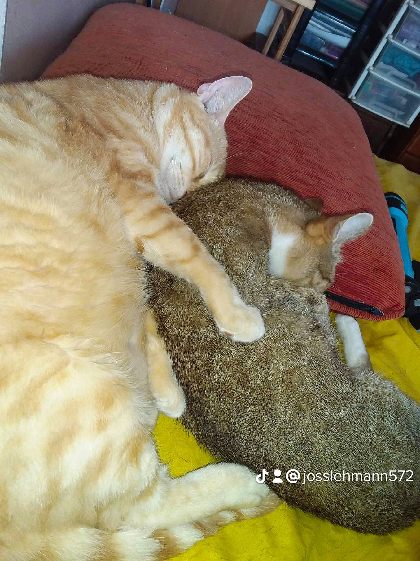 Filou participe au concours pour gagner de l'argent avec cette photo : canidae, carnivore, cat, cat_bed, claw, comfort, companion_dog, dog_breed, domestic_short_haired_cat, fawn, felidae, fur, lap, mammal, nap, paw, small_to_medium_sized_cats, snout, tail, whiskers