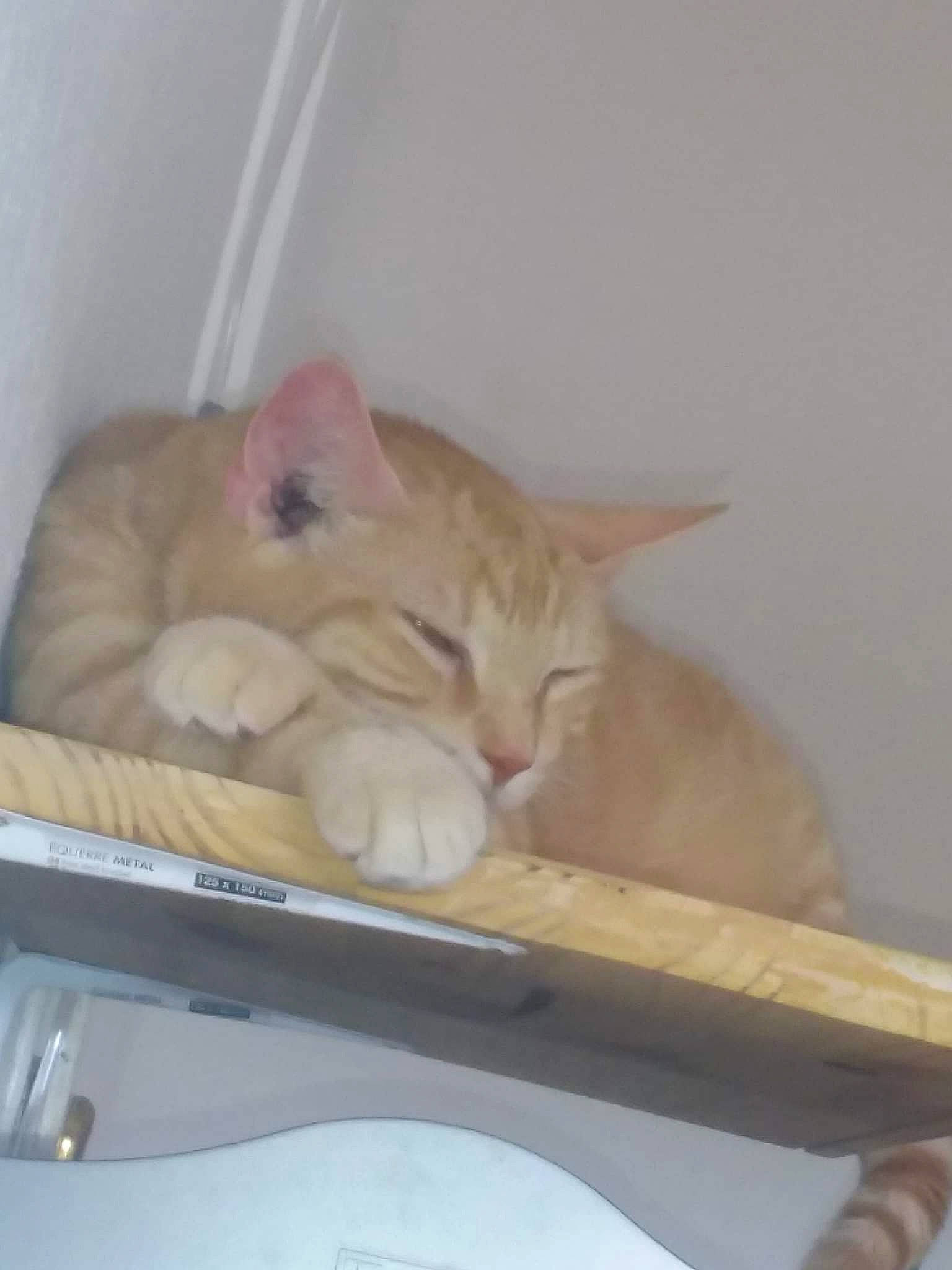 Filou participe au concours pour gagner de l'argent avec cette photo : carnivore, cat, comfort, domestic_short_haired_cat, fawn, felidae, fur, hardwood, nap, paper_product, paw, room, sleep, small_to_medium_sized_cats, tail, whiskers, wood