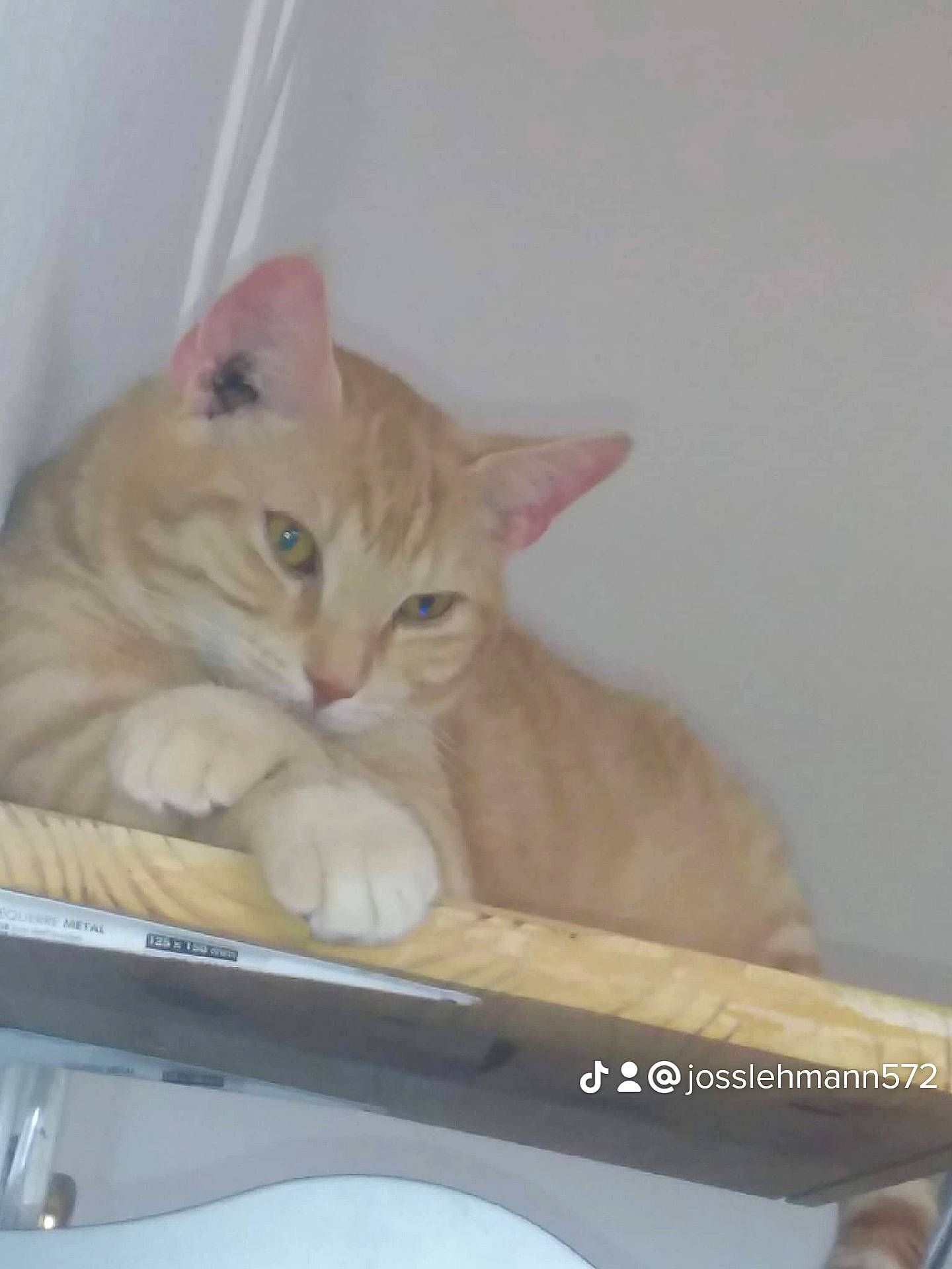 Filou a rejoint le concours — aidez-le/la à gagner de superbes lots ! automotive_exterior, box, carnivore, cat, computer_monitor, display_device, domestic_short_haired_cat, fawn, felidae, fur, output_device, paw, photo_caption, small_to_medium_sized_cats, tail, television, whiskers