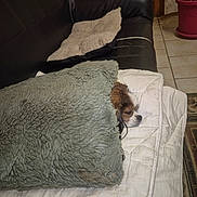 Mia a rejoint le concours — aidez-le/la à gagner de superbes lots ! dog, blanket, couch, pillow, mattress, indoor, pet, sleeping, cozy, fur, tile_floor, plant, pot, resting, brown_and_white, small_dog, furniture, home, quiet, relaxation