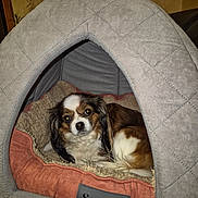 Mia participe au concours pour gagner de l'argent avec cette photo : animal, bed, black, brown, comfortable, cozy, cute, dog, fabric, fur, home, indoor, looking, pet, resting, scruffs, small_dog, soft, tent, white