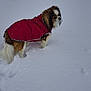 dog, snow, winter, red_coat, pet, outdoor, cold, fur, canine, animal, walking, white_background, small_dog, snowflakes, winter_clothing, nature, daytime, alone, pawprints, quiet