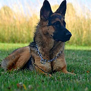 Aïka participe au concours pour gagner de l'argent avec cette photo : alert, animal, beautiful, canine, chain, collar, daylight, dog, ears, field, fur, german_shepherd, grass, muzzle, nature, outdoor, pet, portrait, resting, watchful