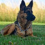 alert, animal, beautiful, canine, chain, collar, daylight, dog, ears, field, fur, german_shepherd, grass, muzzle, nature, outdoor, pet, portrait, resting, watchful