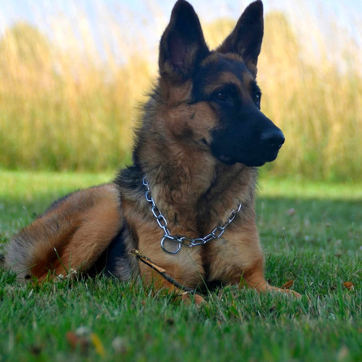 Aïka participe au concours pour gagner de l'argent avec cette photo : alert, animal, beautiful, canine, chain, collar, daylight, dog, ears, field, fur, german_shepherd, grass, muzzle, nature, outdoor, pet, portrait, resting, watchful