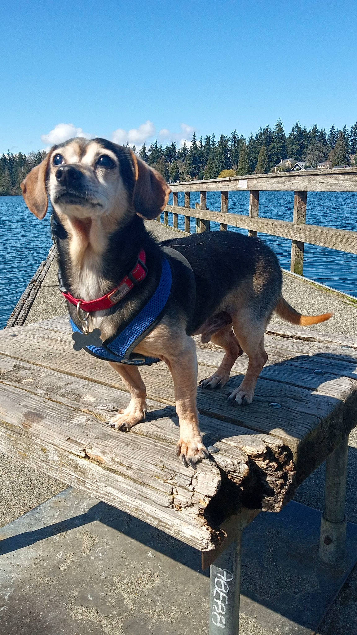 Snoopy is registered to the contest to win money with this photo: adventure, canidae, carnivore, collar, companion_dog, dog, dog_breed, dog_collar, dog_supply, fawn, fence, lake, leash, pet_supply, recreation, sky, sporting_group, tree, water, working_animal