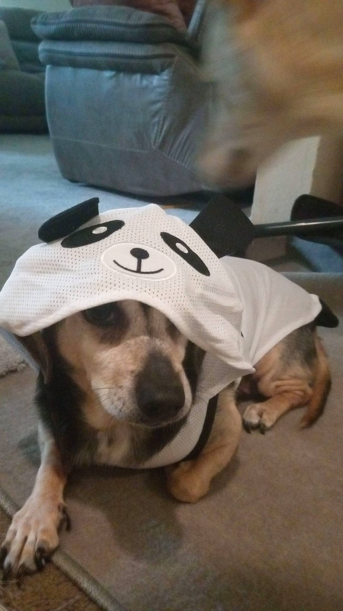 Snoopy joined the competition — help win amazing prizes! cap, carnivore, comfort, companion_dog, dog, dog_breed, dog_supply, fawn, flooring, fur, hat, hound, non_sporting_group, paw, personal_protective_equipment, puppy, scent_hound, snout, whiskers, working_animal