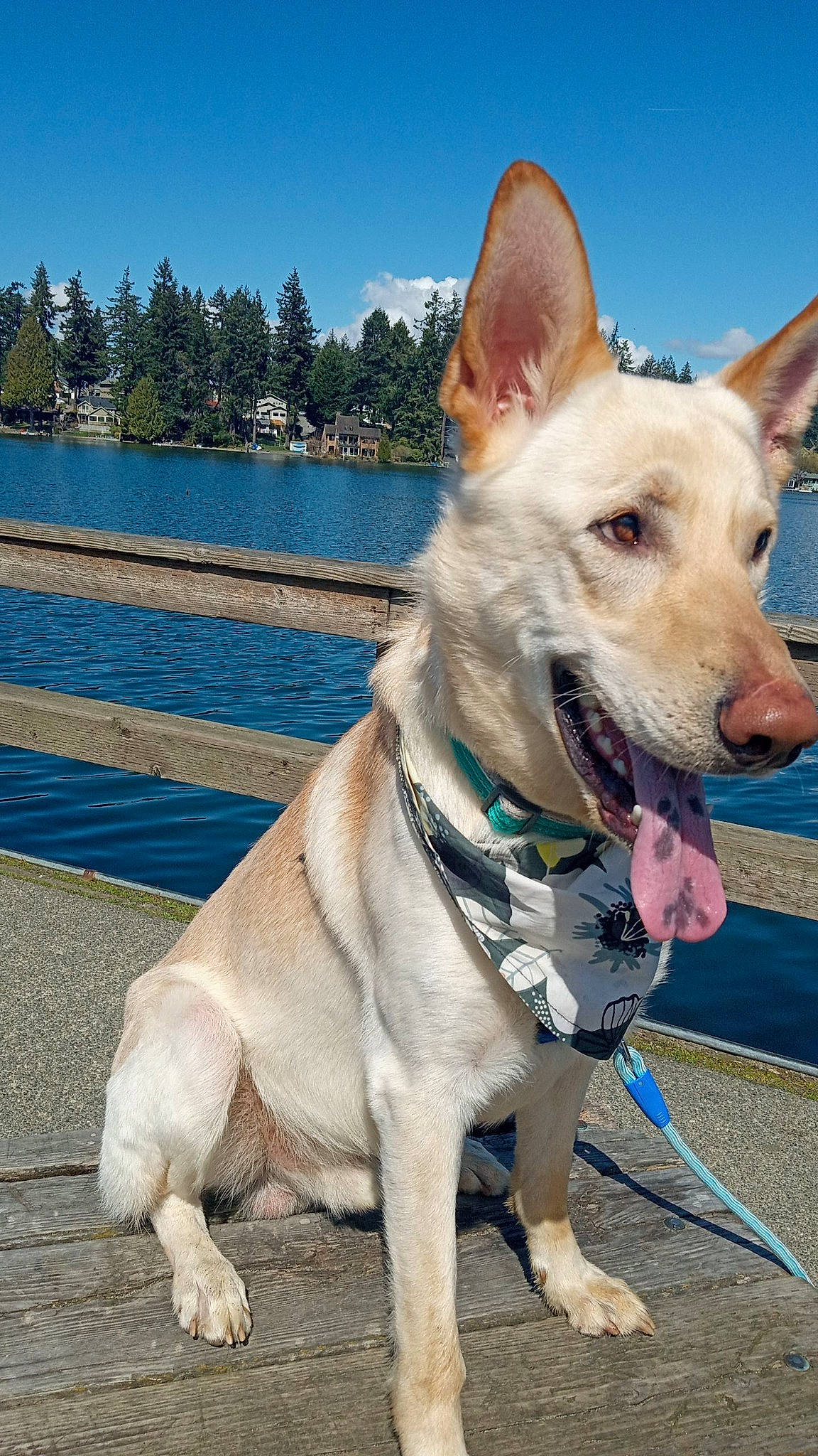 Mitxo joined the competition — help win amazing prizes! blue, carnivore, collar, companion_dog, dog, dog_breed, dog_collar, dog_supply, fawn, herding_dog, lake, leash, pet_supply, sky, snout, sporting_group, tree, water, whiskers, working_animal