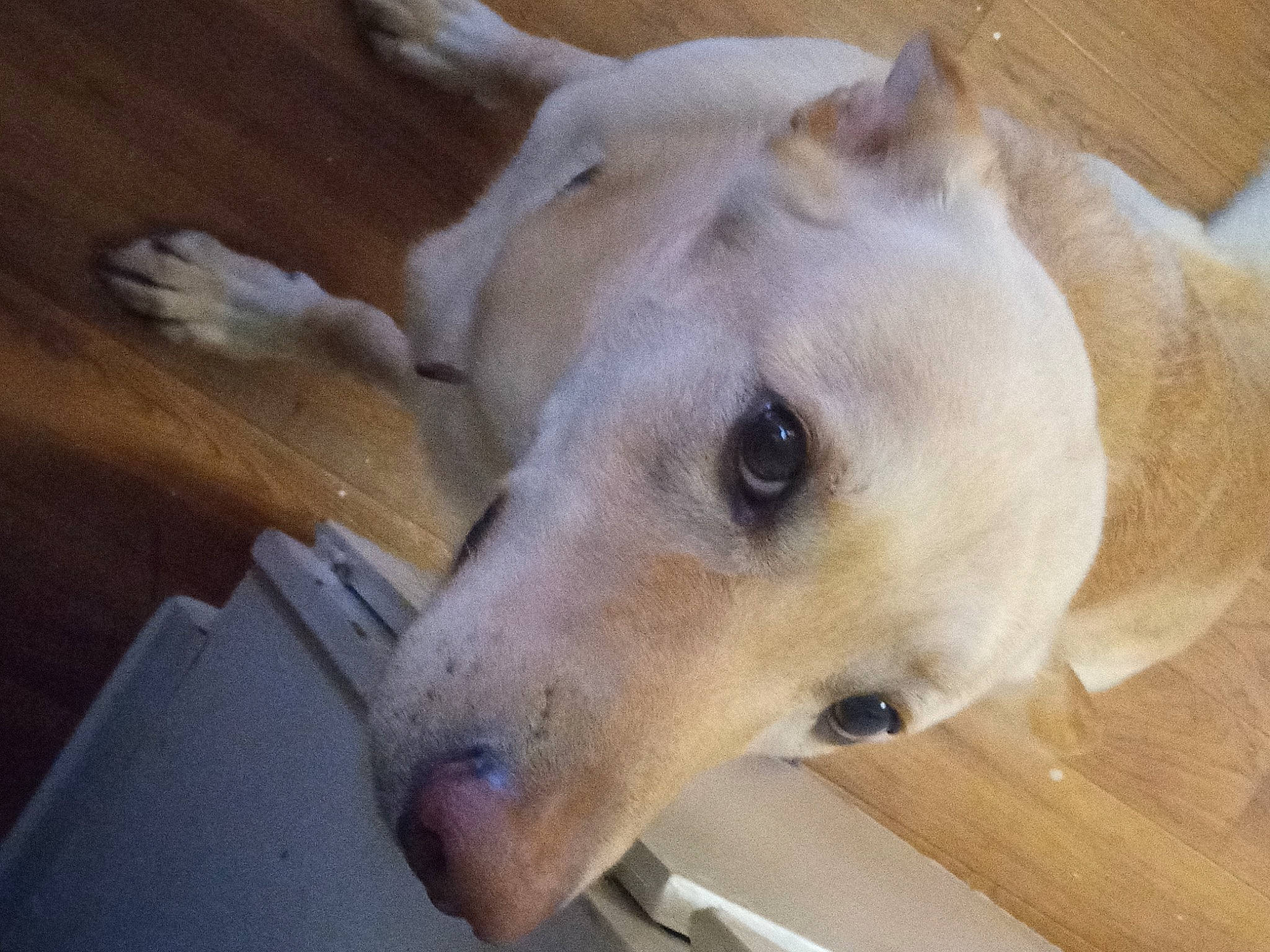 Mitxo is registered to the contest to win money with this photo: canidae, carnivore, collar, companion_dog, dog, dog_breed, dog_collar, ear, fawn, fur, hardwood, jaw, non_sporting_group, pet_supply, snout, sporting_group, terrestrial_animal, whiskers, wood, working_animal