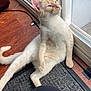 Jefe joined the competition — help win amazing prizes! cat, cream_colored, sitting, relaxed, indoor, glass_door, wooden_floor, mat, pet, feline, looking_outside, domestic_animal, whiskers, ears, tail, light, reflection, human_leg, flooring, cord