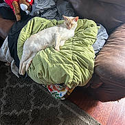 Jefe joined the competition — help win amazing prizes! cat, blanket, couch, leather, stuffed_toy, indoor, pet, relaxing, brown, green, fabric, plush, animal, feline, comfort, resting, soft, pile, toy, home