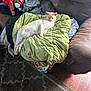 cat, blanket, couch, leather, stuffed_toy, indoor, pet, relaxing, brown, green, fabric, plush, animal, feline, comfort, resting, soft, pile, toy, home