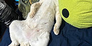Jefe is registered to the contest to win money with this photo: animal, bed, blanket, casual, cat, cozy, cream_color, feline, fur, indoor, lying_down, pet, pillow, plush, relaxed, resting, sleepy, soft, tail, whiskers