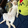 Jefe is registered to the contest to win money with this photo: cat, lying_down, bed, blanket, pillow, plush, relaxed, sleepy, indoor, fur, tail, whiskers, pet, animal, cream_color, soft, cozy, resting, feline, casual