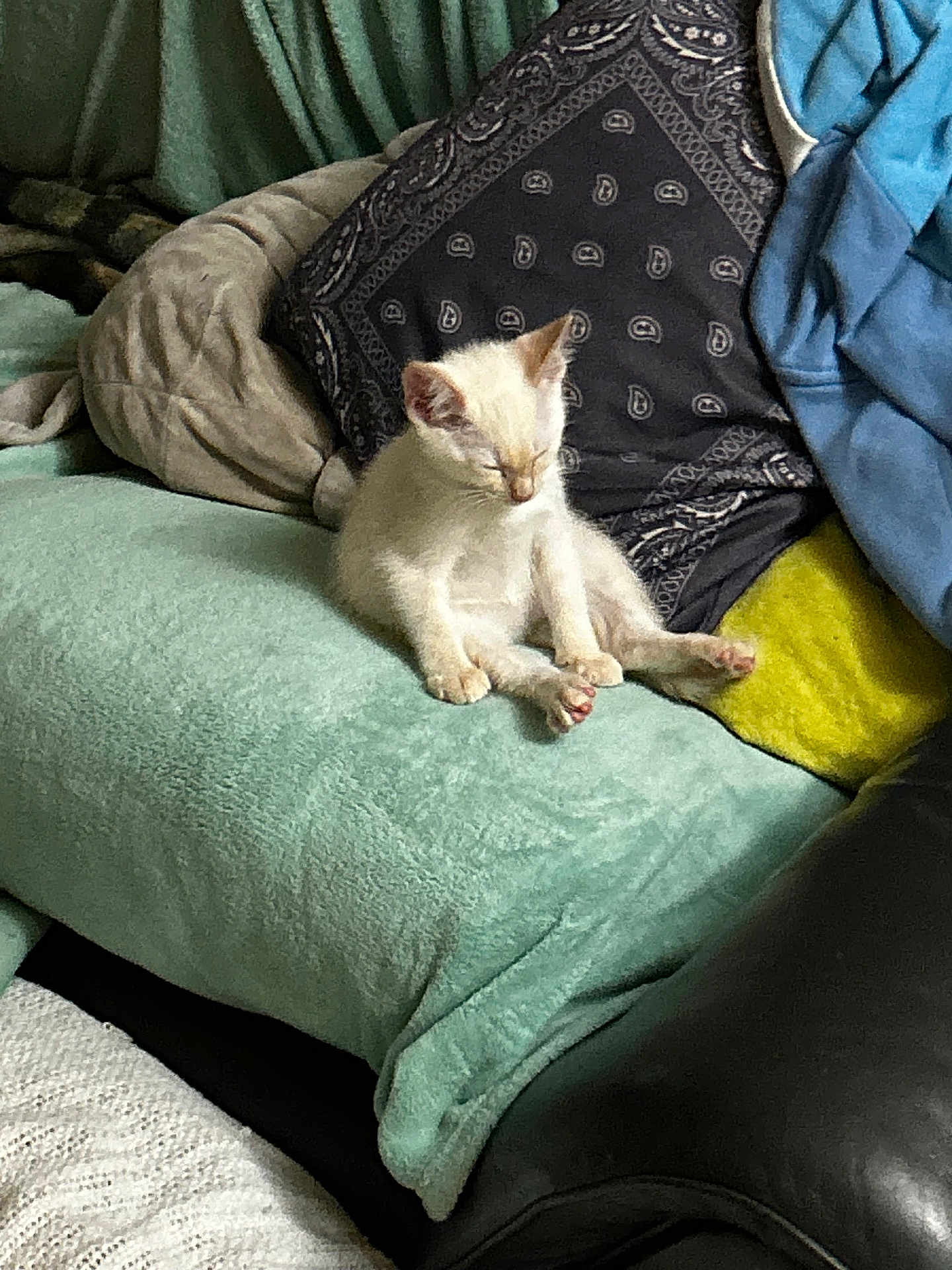 Jefe joined the competition — help win amazing prizes! kitten, cat, sleepy, couch, blanket, pillow, indoor, pet, feline, resting, cozy, animal, fur, small, cute, relaxed, soft, domestic, comfort, home