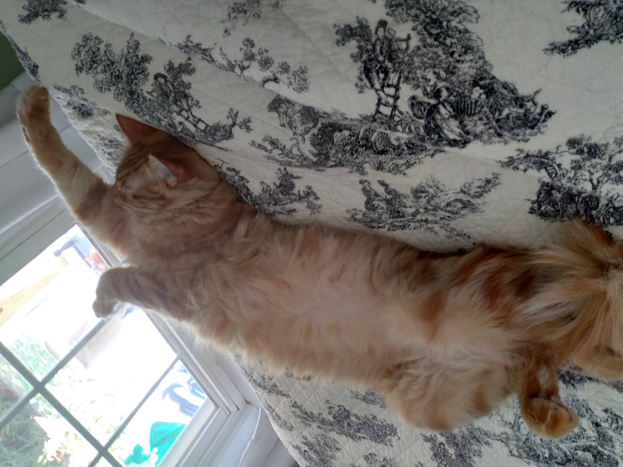 Biscuit Wayne is registered to the contest to win money with this photo: carnivore, cat, comfort, dog_breed, domestic_short_haired_cat, fawn, felidae, fur, gesture, liver, nap, paw, small_to_medium_sized_cats, tail, whiskers, window, wood