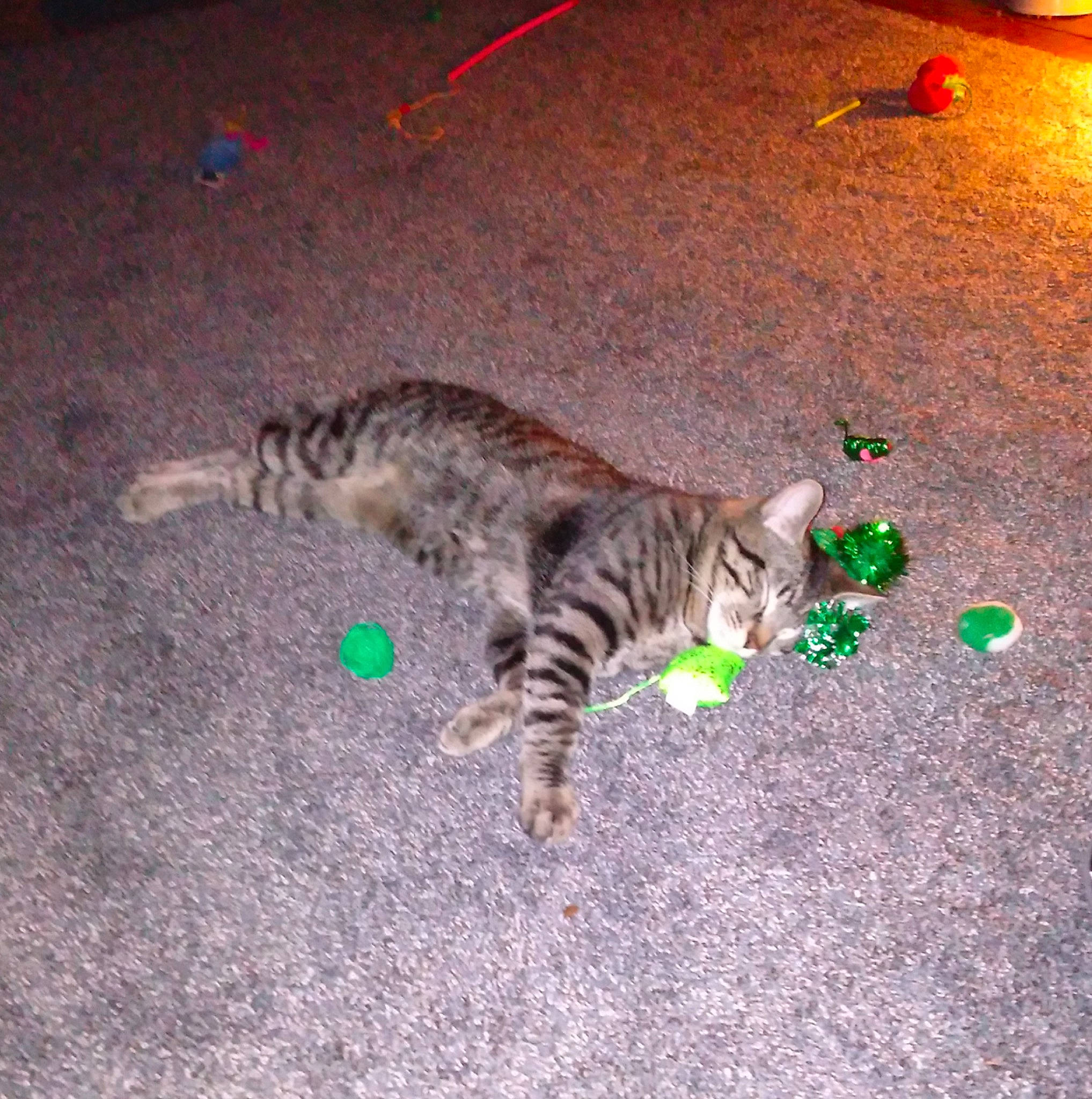 Klaus Michael joined the competition — help win amazing prizes! carnivore, cat, cat_toy, domestic_short_haired_cat, felidae, floor, flooring, fur, grass, holiday, night, paw, road_surface, small_to_medium_sized_cats, tail, terrestrial_animal, whiskers