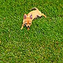 dog, chihuahua, small_dog, grass, outdoor, sunlight, pet, animal, lawn, relaxed, tan_coat, cute, lying_down, summer, nature, greenery, canine, daytime, closeup, sunny