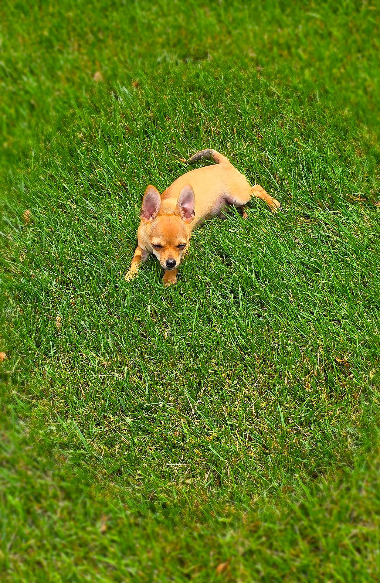 Ollie joined the competition — help win amazing prizes! dog, chihuahua, small_dog, grass, outdoor, sunlight, pet, animal, lawn, relaxed, tan_coat, cute, lying_down, summer, nature, greenery, canine, daytime, closeup, sunny