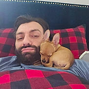 Ollie is registered to the contest to win money with this photo: man, beard, dog, puppy, sleeping, cute, cozy, blanket, red, black, checkered, bed, resting, indoor, face, pet, animal, companion, comfort, relaxation