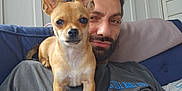 Ollie joined the competition — help win amazing prizes! dog, man, couch, indoor, pet, small_dog, beard, tshirt, graphic_tshirt, ears, face, relaxed, closeup, companion, curious, portrait, casual, cushion, smirk, home