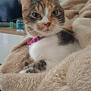 Aïna a rejoint le concours — aidez-le/la à gagner de superbes lots ! cat, calico_cat, pet, animal, feline, portrait, close_up, indoors, cozy, blanket, fluffy, pink_collar, green_eyes, whiskers, ears, sitting, relaxed, home, television, soft_lighting