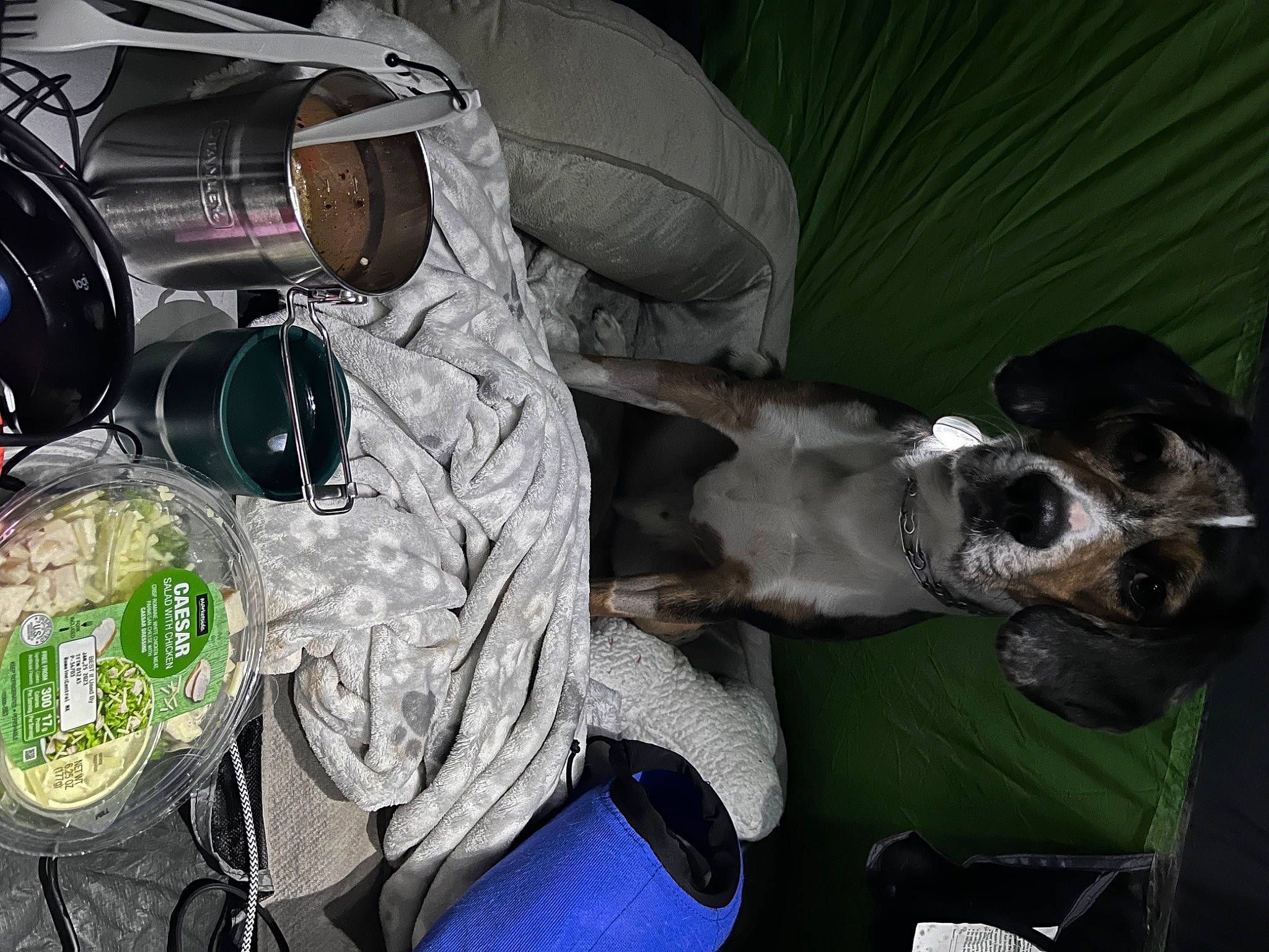 Archie is registered to the contest to win money with this photo: auto_part, baby_products, backpack, bag, baggage, car_seat, car_seat_cover, carnivore, comfort, companion_dog, dog, dog_breed, eyewear, luggage_and_bags, motor_vehicle, personal_protective_equipment, seat_belt, vehicle, vehicle_door, vertebrate
